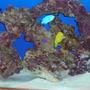saltwater fish - zebrasoma flavescens - yellow tang - hawaii stocking in 55 gallons tank - Fish Pic