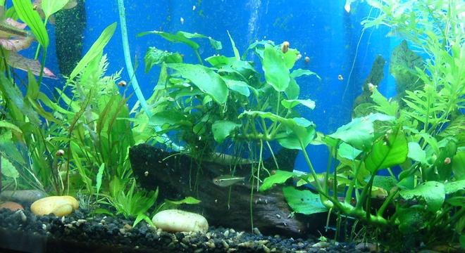 29 gallons planted tank (mostly live plants and fish) - 29 gallon community aquarium - my first attempt at a planted tank.