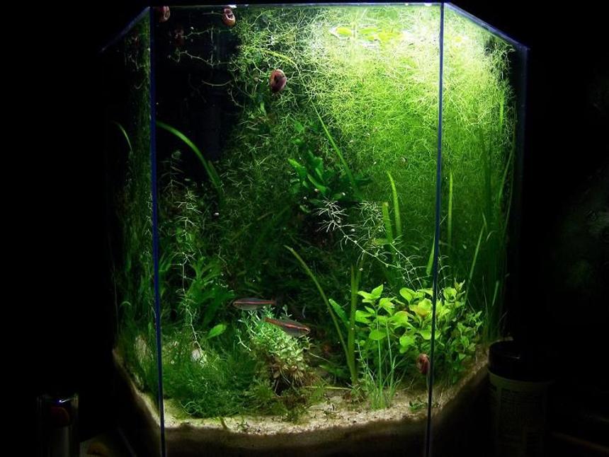 Rated #90: 5 Gallons Planted Tank - 5 Gallon Hex.