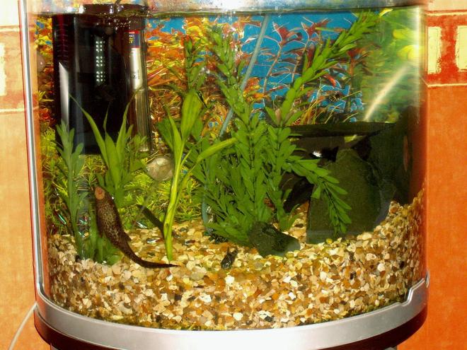 20 gallons freshwater fish tank (mostly fish and non-living decorations) - After some snail population explosion i restarted my set up by getting rid of the old subtrate and cleaning the tank with boiled water.Snails now under control.
New 10mm golden gravel thoroughly rinsed and releveled to provide structure and good subtrate for future plantings.
Gravel now 2" deep rising to 8" deep.This give the occupants a sense of deeper water in the left side whilst giving the protection of margins on the right.On the right I have errected a series of caves and dark places for the pleco and sucking loach.This seems to work well but enables me to see all fish even when they are in their caves.
since i last logged on Ive also added 7 more neon tetras but lost the siamese fighting fish.