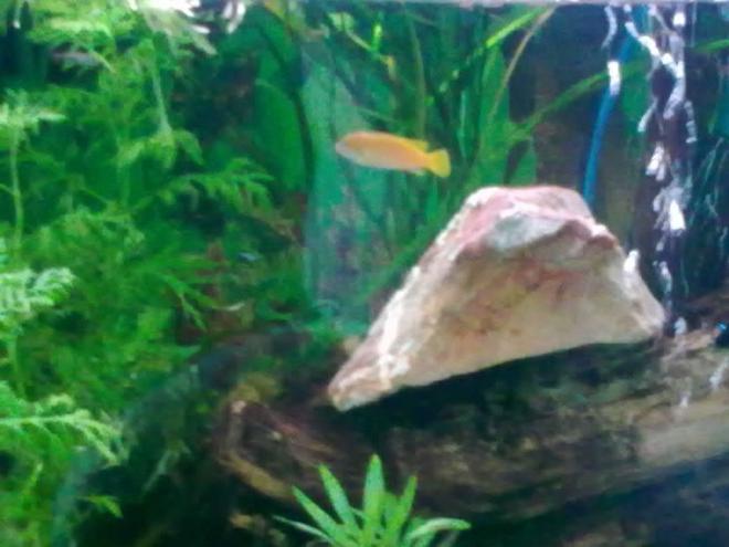 freshwater fish stocking in 45 gallons tank