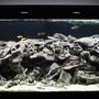 120 gallons freshwater fish tank (mostly fish and non-living decorations) - My 120 gallon Mixed African Tank...