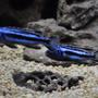 freshwater fish - melanochromis johannii - johanni cichlid stocking in 120 gallons tank - My tanks latest addition, pair of Johanni's