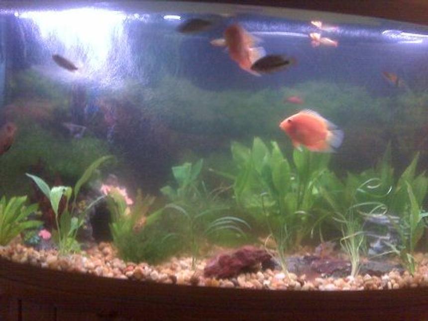 Rated #4113: 46 Gallons Freshwater Fish Tank - whole tank as of nov 14 2009