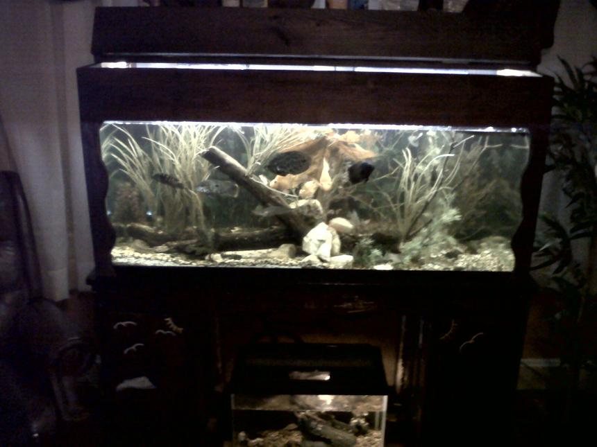 Rated #2169: 75 Gallons Freshwater Fish Tank - 75 gallon freshwater tank custom built with 50 fish