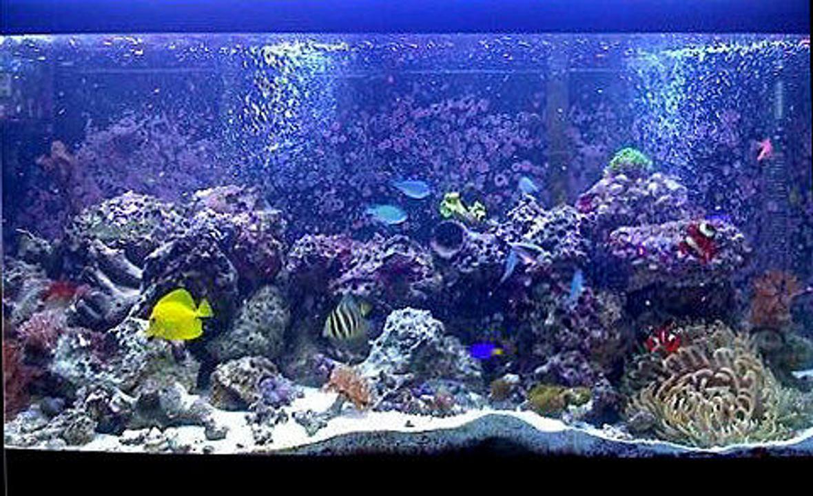 75 gallons reef tank (mostly live coral and fish) - .