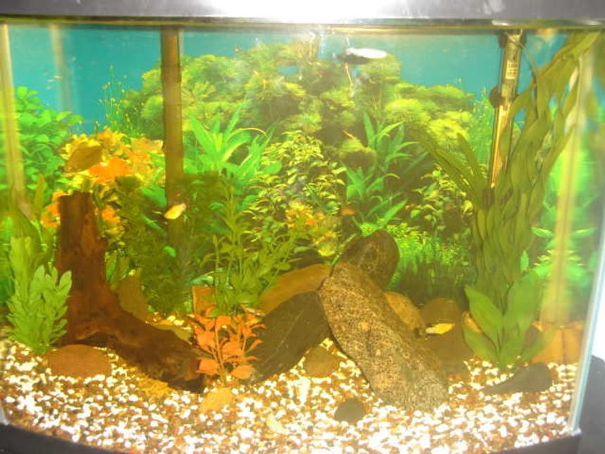 Rated #3902: 45 Gallons Freshwater Fish Tank - My fish tank