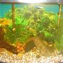 45 gallons freshwater fish tank (mostly fish and non-living decorations) - My fish tank