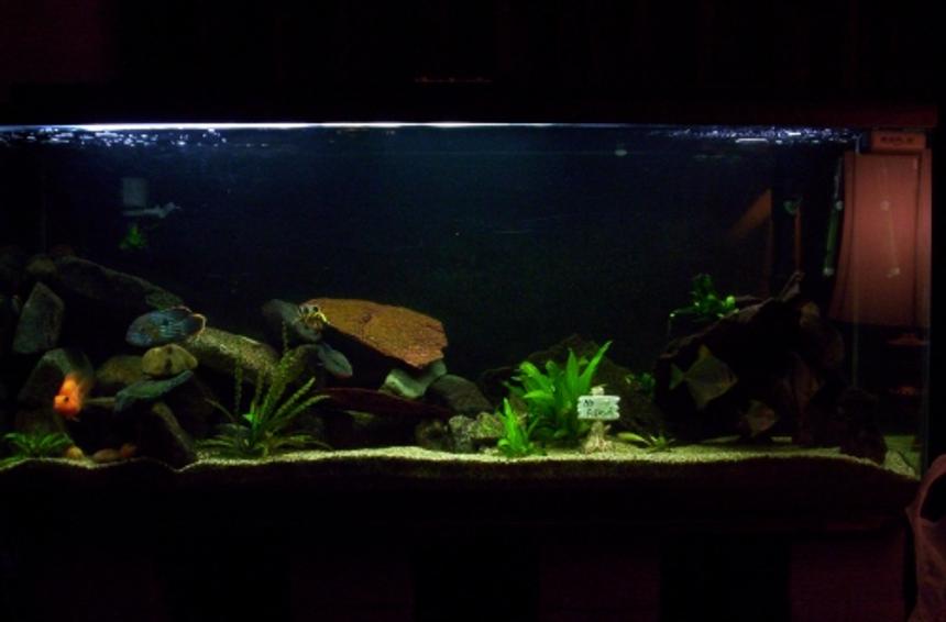 Rated #198: 100 Gallons Freshwater Fish Tank - this is my 100 gallon tank, currently stocked mostly with cichlids, and some random monos, a few live plants and thats it.
