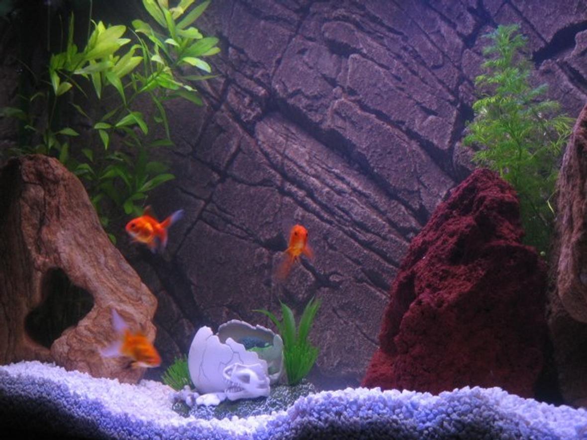 30 gallons freshwater fish tank (mostly fish and non-living decorations) - This is my first freshwater tank closer view. 30 gal. Eheim Classic filter, Pangea Background insert, Power-Glo florescent, Moonglow LEDs, white gravel.