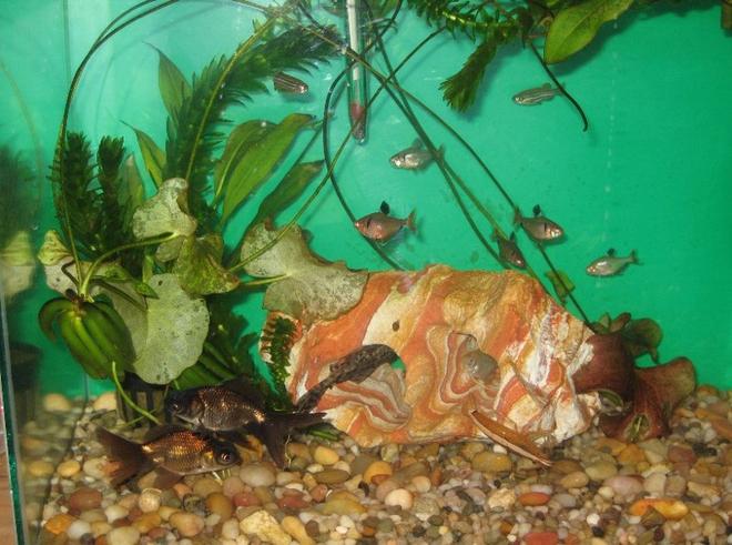 10 gallons planted tank (mostly live plants and fish) - my first tank