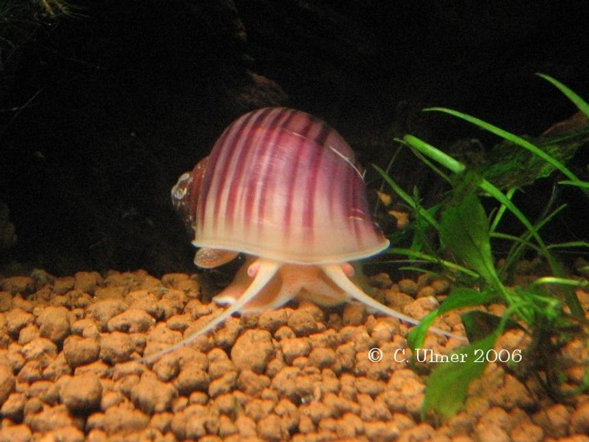 Rated #38: Corals Inverts - Pomacea Canaliculata - Apple Snail Stocking In 10 Gallons Tank - Pink brig.