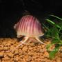 corals inverts - pomacea canaliculata - apple snail stocking in 10 gallons tank - Pink brig.