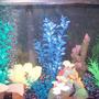 29 gallons freshwater fish tank (mostly fish and non-living decorations) - my tank