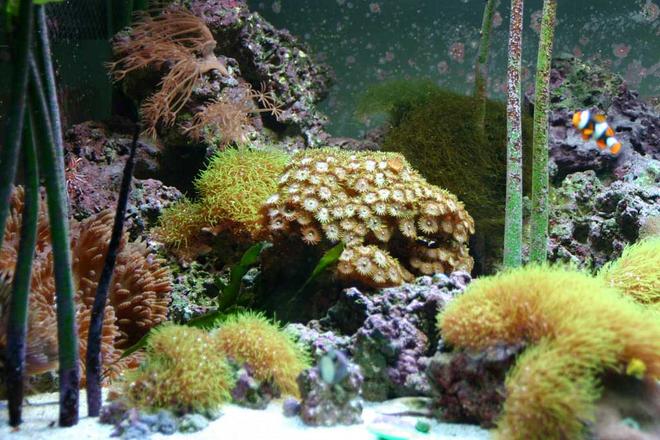 80 gallons reef tank (mostly live coral and fish) - It's an 80 gallon flat bed tank we got from a shop that they had gotten custom.  About 100 lbs of liverock and a homemade sump w UV but W/O protein skimmer.   It's pretty much self contained, we just put in additives and some frozen shrimp and do rare water changes to avoid build up of stuff from evaporation.  Sea horses, a pipe fish, an abundance of inverts, and more, we even have a population of about 30 little snails that were born in the tank.196 watts o' light. Sorry it's just a close up cropped picture, and not a full tank shot.