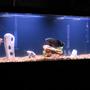 55 gallons freshwater fish tank (mostly fish and non-living decorations) - Picture of my Osacr & Red Devil