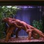 55 gallons freshwater fish tank (mostly fish and non-living decorations) - 33gal South American cichlid setup. Log and plants are all fake.