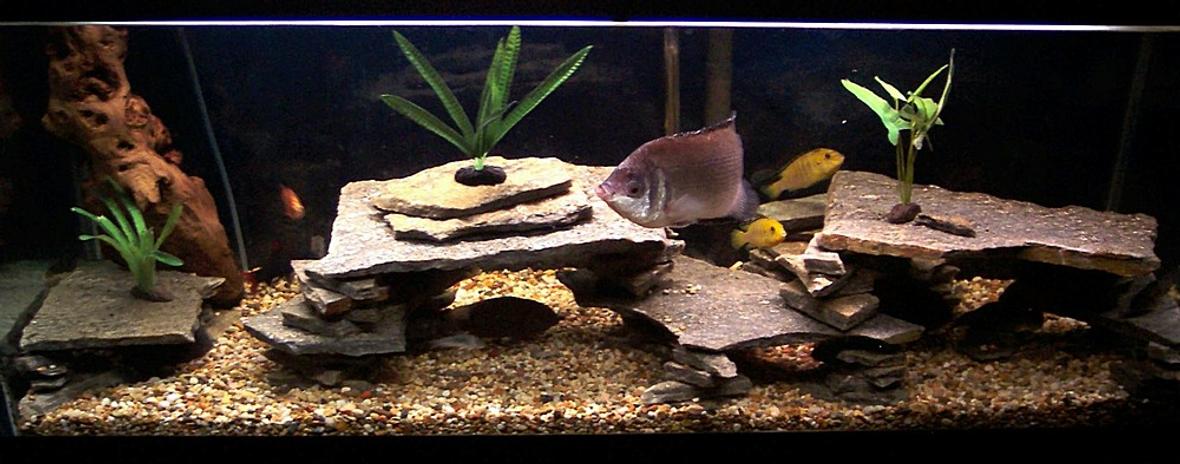 80 gallons freshwater fish tank (mostly fish and non-living decorations) - The large cichlid population in the tank enjoy the natural rock cave environment. If you look closely to the bottom left you will see a breeding pair or cichlids. Adding rock to my tank has cut down on the agression of the fish and has also given all of them a territory to call there own.