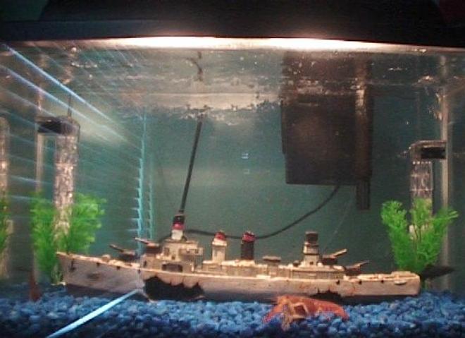 10 gallons freshwater fish tank (mostly fish and non-living decorations) - My fishtank!