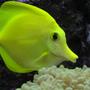 saltwater fish - zebrasoma flavescens - yellow tang - hawaii - My 2 Year Old YellowTang 85g (uk) Bow Front Tank, 4x54 T5 Luminare / Deltec Aqua+ Tubes, Deltec MCE600 Skimmer, Eheim Pro 3 Ex-Filter, TMC UV15, Tunze 6060 / Maxi-Jet 1200 PH Combo, Auto Top-Up, 3 Stage 6" DSB, Hydor ETH 300 heater.
