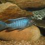 freshwater fish - cyrtocara moorii - moorei cichlid stocking in 100 gallons tank - Fryeir