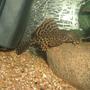 freshwater fish - glyptoperichthys gibbiceps - sailfin pleco (l-83) stocking in 100 gallons tank - Sailfin Leopard Plec