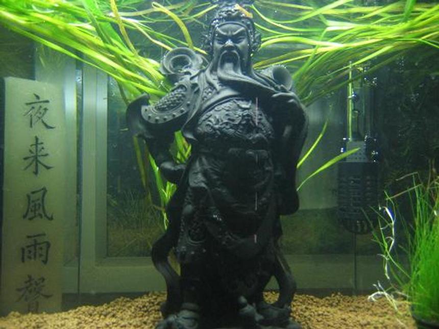 Rated #187: 10 Gallons Planted Tank - WARRIORS QUARTERS-waiting for the warrior.