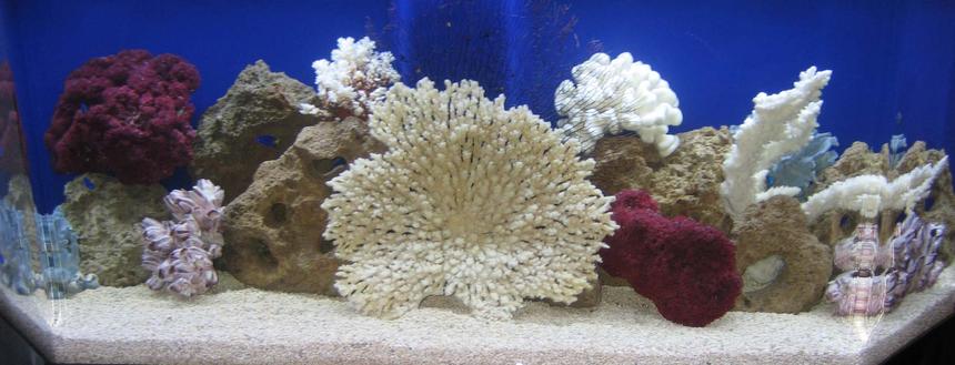 Rated #19: 100 Gallons Saltwater Fish Tank - My Tank