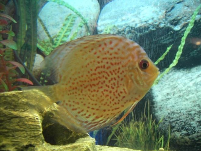 freshwater fish - symphysodon spp. - pigeon blood discus stocking in 27 gallons tank - Mulder, my turquoise Discus