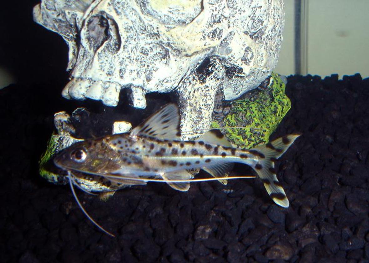 freshwater fish - synodontis eupterus - synodontis eupterus catfish stocking in 29 gallons tank - one of my catfish