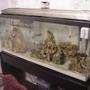 55 gallons saltwater fish tank (mostly fish, little/no live coral) - new tank only about 2 weeks old