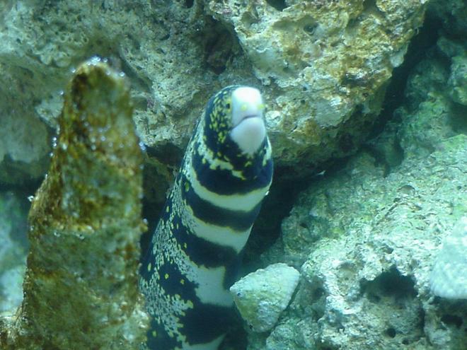 saltwater fish - echidna nebulosa - snowflake eel stocking in 55 gallons tank - a real good pic of my buddy
