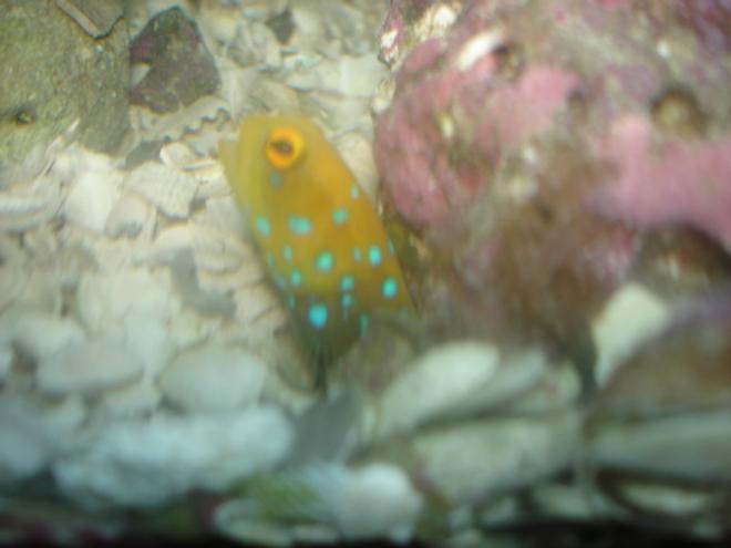 saltwater fish - lactoria cornuta - cowfish longhorn stocking in 55 gallons tank - blue spot jawfish