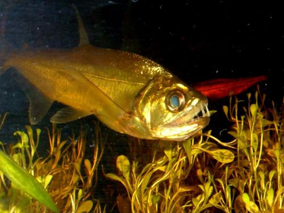 freshwater fish - hydrolycus scomberoides - payara stocking in 80 gallons tank - Payara