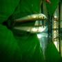 freshwater fish - osteoglossum bicirrhosum - silver arowana stocking in 80 gallons tank - Arowana