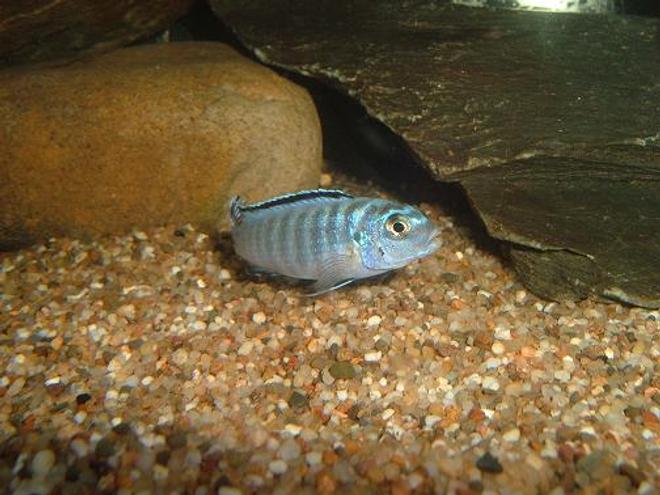 freshwater fish - rhadinocentrus ornatus - ornate rainbow stocking in 100 gallons tank - Elongatus Ornatus