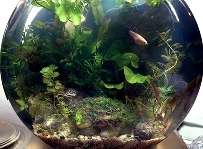 Rated #1135: 2 Gallons Planted Tank - Pico Bowl