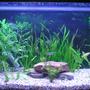 19 gallons planted tank (mostly live plants and fish) - 19.5g planted tank