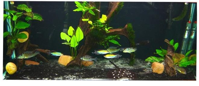 90 gallons freshwater fish tank (mostly fish and non-living decorations) - 90 gal amazon