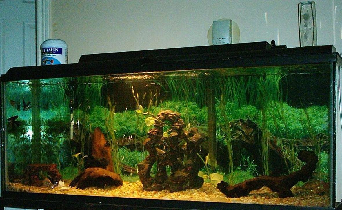 planted tank (mostly live plants and fish) - This Is My Dads Aquarium We Just Got Setup With 4 Plants And 7 Angels
