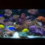 75 gallons reef tank (mostly live coral and fish) - 75 gallon new background