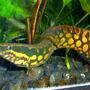 freshwater fish - mastacembelus armatus - tire track eel stocking in 80 gallons tank - Tire Track Eel