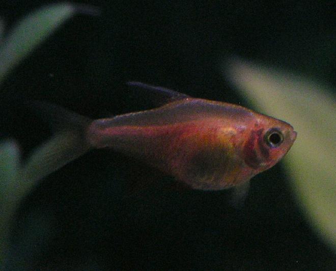 freshwater fish - von rio tetra stocking in 55 gallons tank - Orange Von Rio Tetra; Week 1 added five