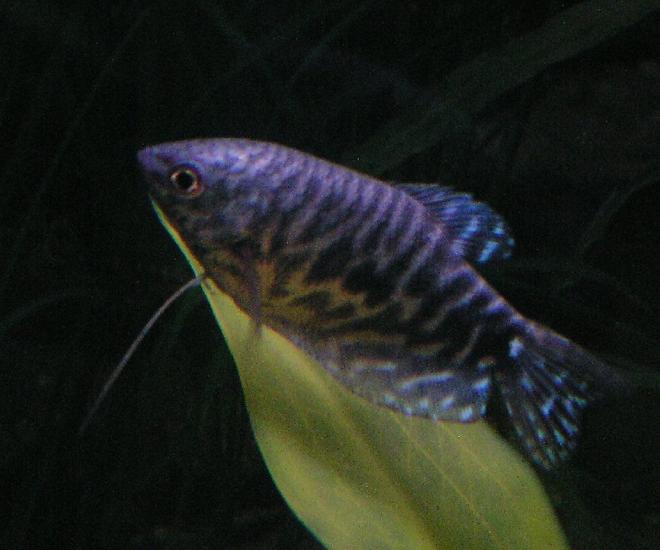 freshwater fish - trichogaster trichopterus - opaline gourami stocking in 55 gallons tank - Opaline Gourami; Week 1 added two