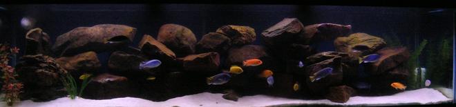 100 gallons freshwater fish tank (mostly fish and non-living decorations) - My 100g Dream Cichlid Tank