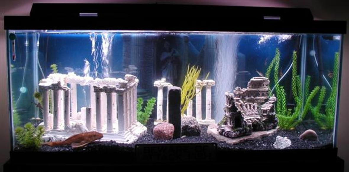 75 gallons freshwater fish tank (mostly fish and non-living decorations) - My Atlantis