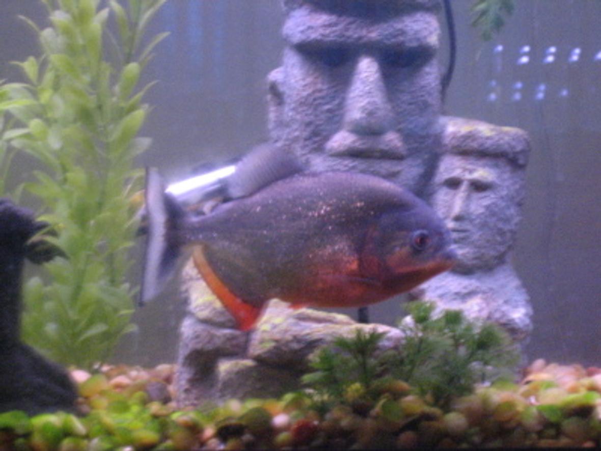 freshwater fish - pygocentrus nattereri - red bellied piranha stocking in 55 gallons tank - 8" 3 year old piranha "Fluffy" - 55 gallon tank 3/02/06