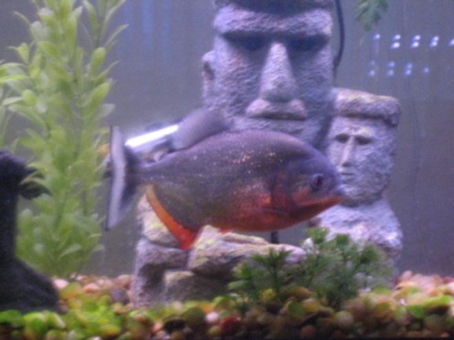 freshwater fish - pygocentrus nattereri - red bellied piranha stocking in 55 gallons tank - 8"  3 year old piranha "Fluffy" - 55 gallon tank 3/02/06