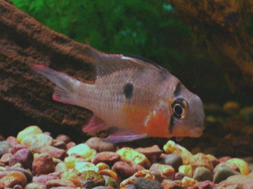 Rated #92: Freshwater Fish - Microgeophagus Altispinosa - Bolivian Ram Stocking In 30 Gallons Tank - Bolivan Ram
