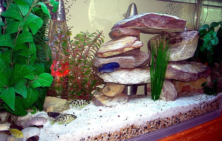 Rated #201: 35 Gallons Freshwater Fish Tank - Lake malawi setup P.H 8.2 Temp 79F marine glow lighting, Eheim external canister filter 2222, internal majic jet filter for airation and backup, jebo heater 100w, digital temp and sandstone rock features